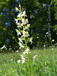 Bergnachtorchis [Platanthera chlorantha]